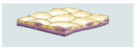 <p>Single layer of flat cells specialized for rapid diffusion. Found in lungs, blood vessels, kidneys</p>