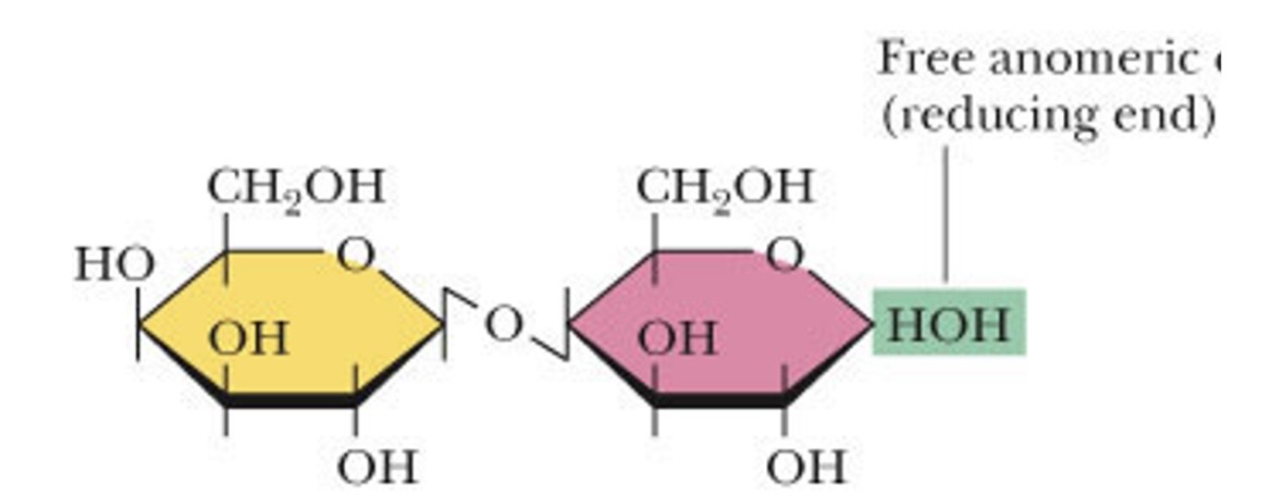 <p>what makes up lactose</p>
