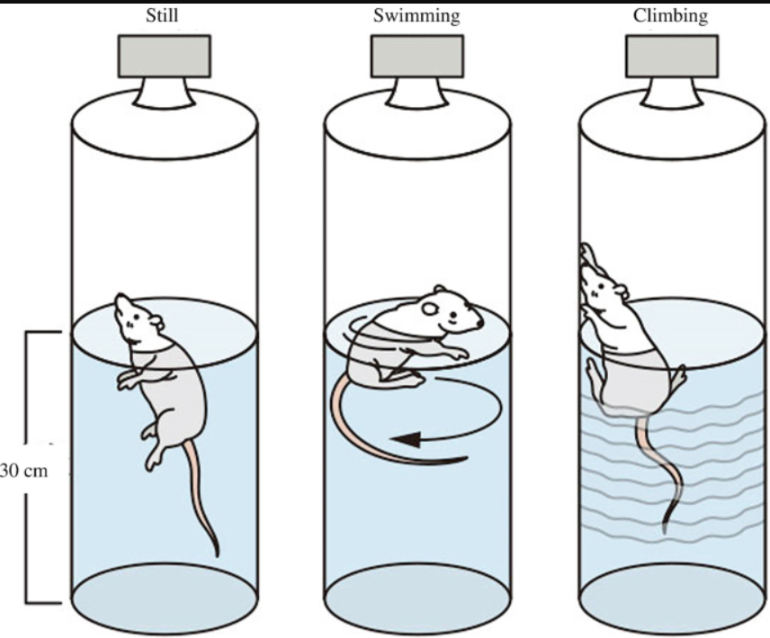 <ul><li><p><span>Centered on a rodent's response to the threat of drowning, </span>after initial escape attempts, adopt an immobile posture.</p></li><li><p><span>Each mouse is placed in a glass beaker filled with water. The water depth must be sufficient to prevent the mouse from reaching the bottom of the container. The test lasts 6&nbsp;min after which the mouse is dried off and returned to their cage.</span></p></li><li><p><span>Only measures the last 4 min, as the 2 first 2 min they’ll always try to escape.</span></p></li><li><p><span>Increased immobility indicates depressive-like states.</span></p></li></ul><p></p>