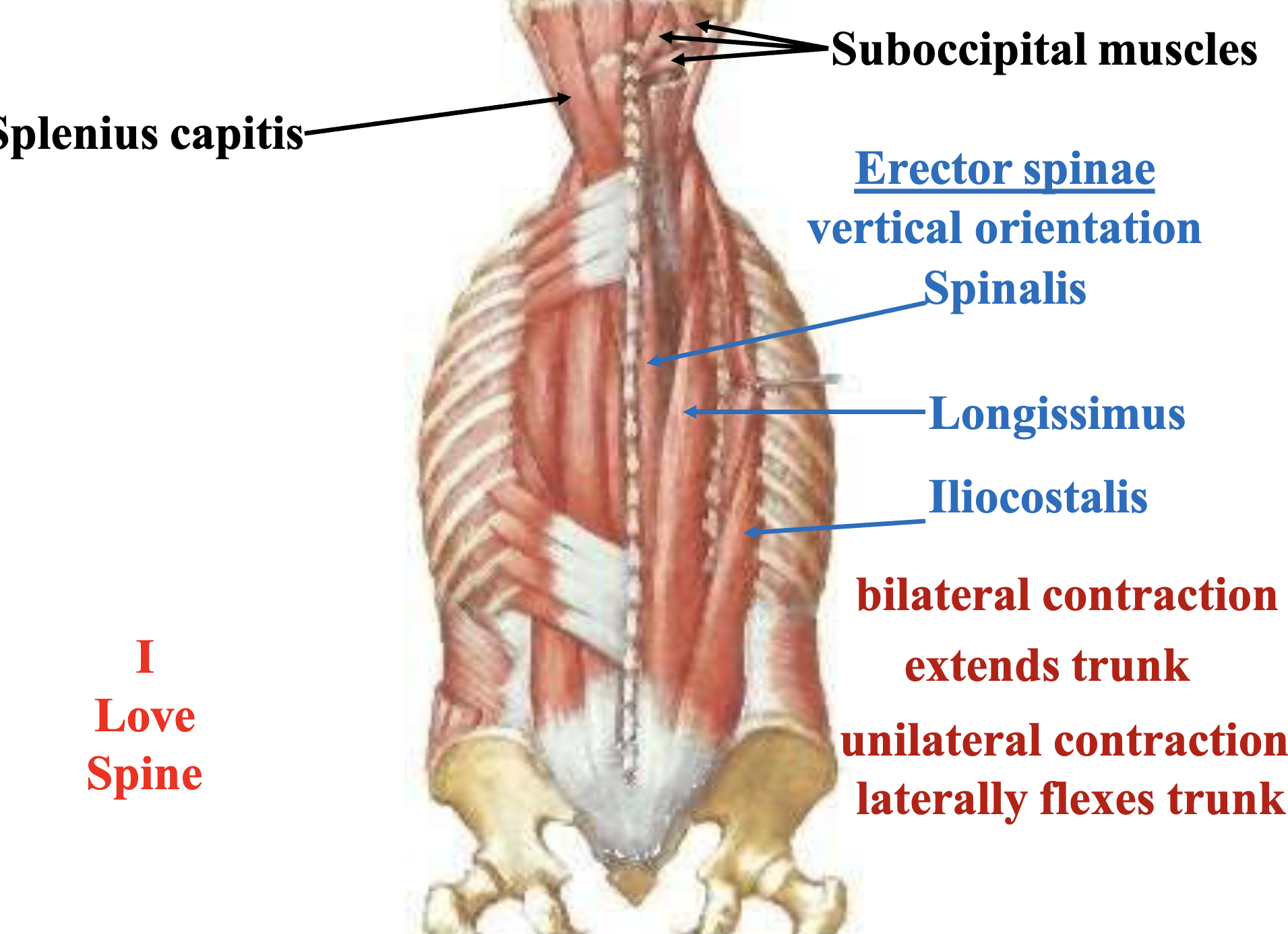 <p>I LOVE SPINE bilateral contraction - extends trunk, unilateral contraction - laterally flexes trunk</p>