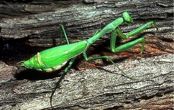 <p>Name the order of this organism</p>