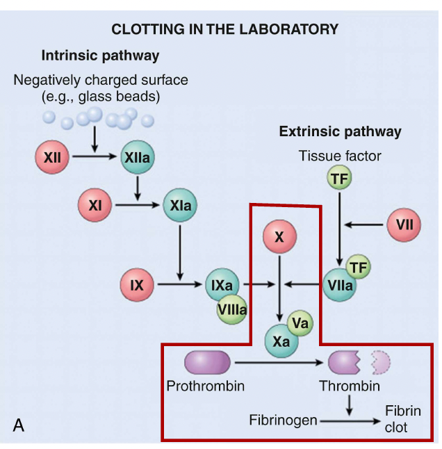 <p>converted to fibrin by thrombin </p>