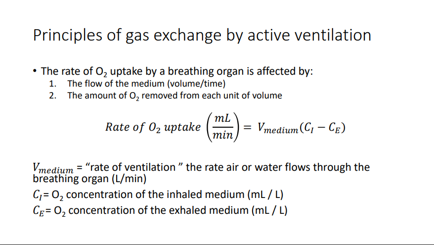 <p>The rate of O2 uptake by a breathing organ is affected by: 1. The flow of the medium (volume/time) 2. The amount of O2 removed from each unit of volume 𝑅𝑎𝑡𝑒 𝑜𝑓 𝑂2 𝑢𝑝𝑡𝑎𝑘𝑒 𝑚𝐿 𝑚𝑖𝑛 = 𝑉𝑚𝑒𝑑𝑖𝑢𝑚(𝐶𝐼 − 𝐶𝐸) 𝑉𝑚𝑒𝑑𝑖𝑢𝑚 = “rate of ventilation ” the rate air or water flows through the breathing organ (L/min) 𝐶𝐼= O2 concentration of the inhaled medium (mL / L) 𝐶𝐸= O2 concentration of the exhaled medium (mL / L)</p>