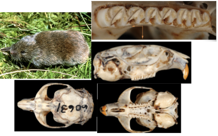 <p>What suborder, family, subfamily, genus, and species?</p>