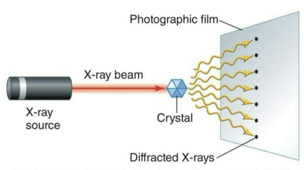 <ul><li><p><strong>X-ray crystallography</strong></p><ul><li><p>X-ray beam shot at crystallized protein.</p></li><li><p>Diffraction pattern can be used to discern protein shape.</p></li></ul></li><li><p><strong>Nuclear magnetic resonance</strong></p><ul><li><p>Measures distances between atomic nuclei to discern protein shape.</p></li><li><p>Can measure proteins in solution.</p></li><li><p>Limited to proteins of about 30 kDa.</p></li></ul></li><li><p><strong>AI systems like AlphaFold (DeepMind)</strong></p><ul><li><p>Made over 200 million protein structure predictions freely available</p></li><li><p>Use deep learning algorithms to predict protein structures based on their amino acid sequences.</p></li><li><p>Can predict protein structures in a fraction of the time with near- experimental accuracy</p></li></ul></li></ul><p></p>