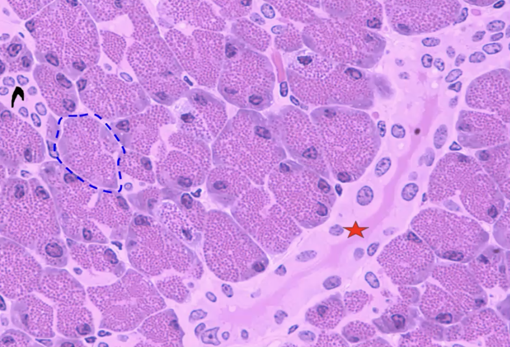 <p>What organ is this? Identify. Function of red. </p><p>What role does the pH play?</p>