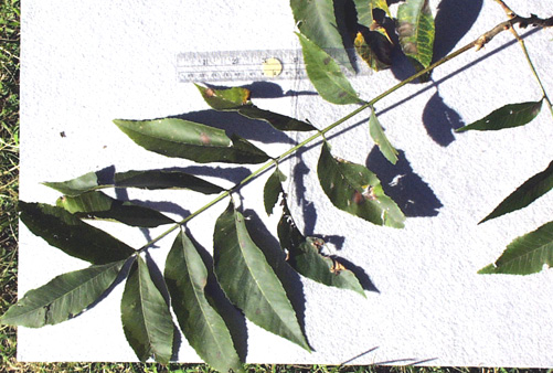 <p>common name</p>