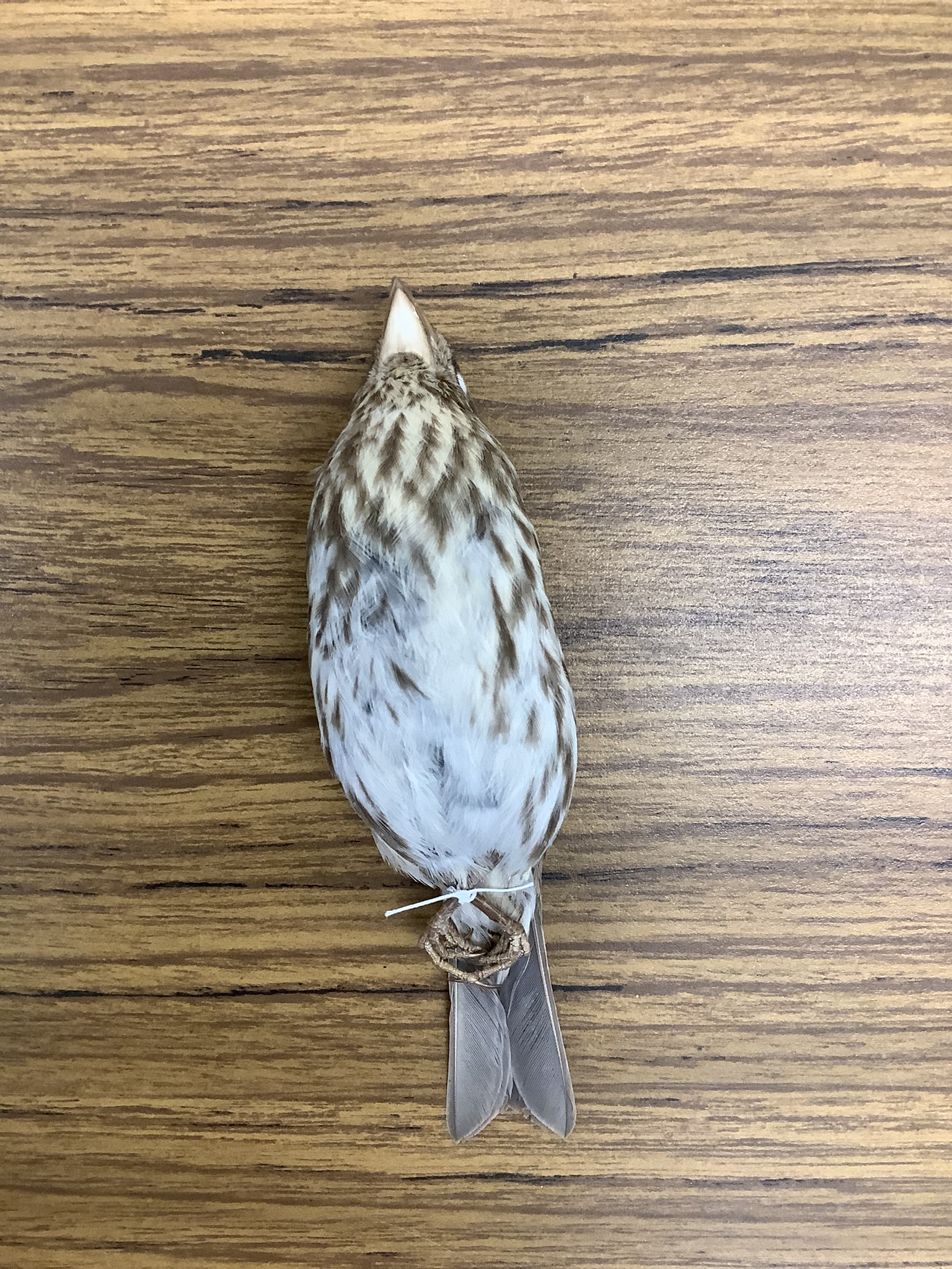 <p>Class Reptillia</p><p>Order Passeriformes</p><p>House finch </p><p>male has a red head (picture female)</p>