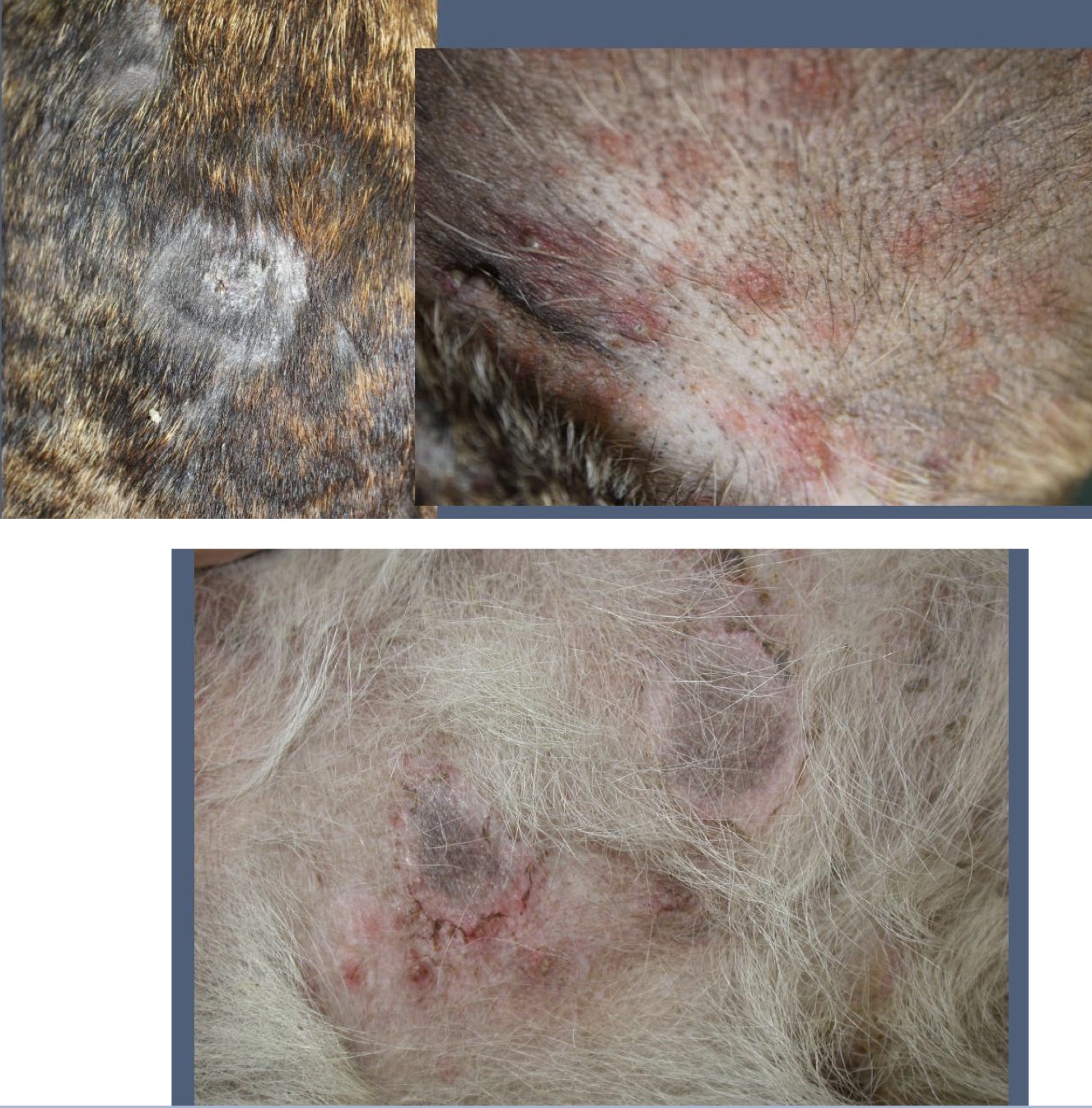 <p>Exfoliative Superficial Pyoderma</p>