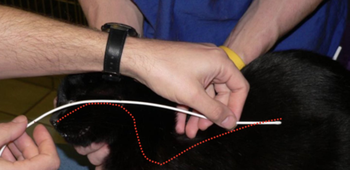 <p><em>Measure before placing:</em></p><ul><li><p><strong>Nose to 9-10th rib or 3/4 of nose to caudal rib.</strong></p></li><li><p><em>Mark with pen how far in </em></p></li></ul><p></p>