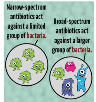 <ul><li><p>narrow spectrum = usually only kills Gram+ bacteria</p></li><li><p>broad spectrum = usually kills Gram+ and Gram- bacteria</p></li></ul><p></p>