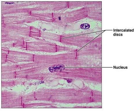 <p>What muscle tissue is this?</p>