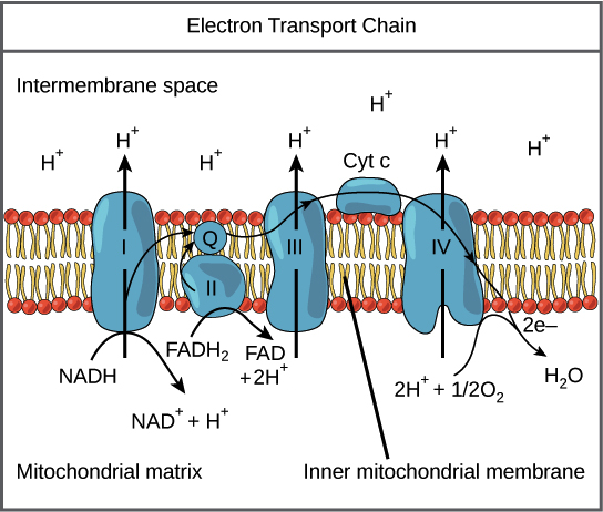 <p> pump H<sup>+ </sup>ions <strong>out </strong>of the <strong>matrix </strong>into the <strong>intermembrane space</strong></p>