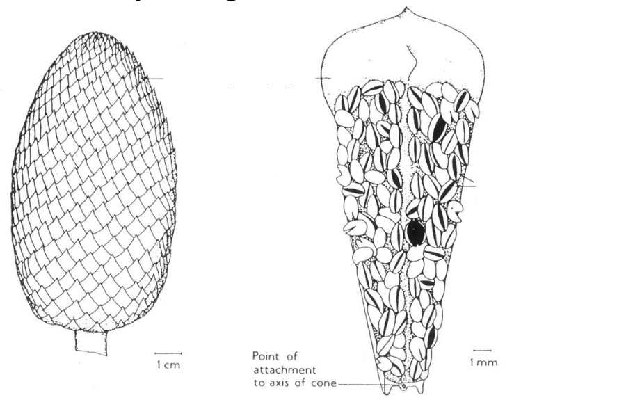 <p>Label the structures of a male cone of cycad.</p>
