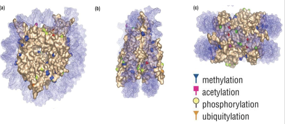 <p>Histone-fold domain modifications change the strength of interactions with DNA</p><p>Histone modifications can occur on residues in the structured core, including surfaces that contact DNA or other histones </p><p>A change in charge, size, or binding properties at these positions can strengthen or weaken histone-DNA association and affect nucleosome stability, positioning, or mobility</p><ul><li><p>ex: phosphorylation causes addition of negative charge</p></li><li><p>ex: acetylation neutralizes positive charge of lysine </p></li></ul><p></p>