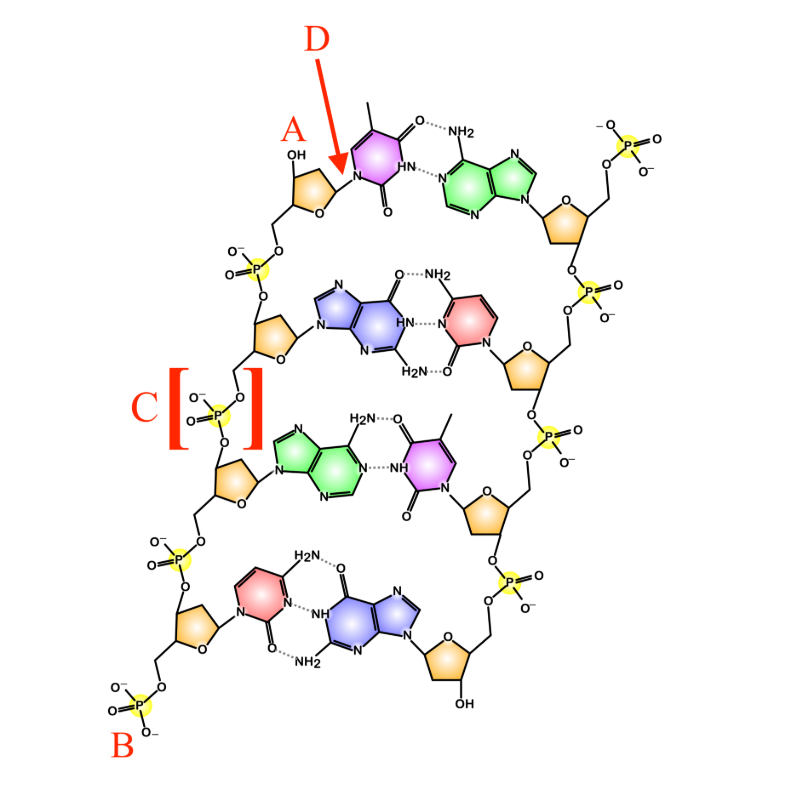 <p>What letter is the 3’ end</p>