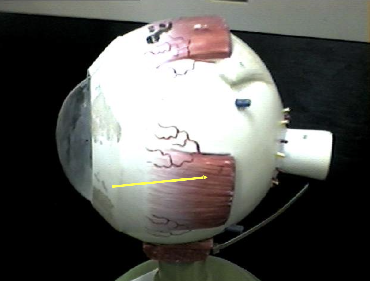 <p>Identify the eye parts. </p>