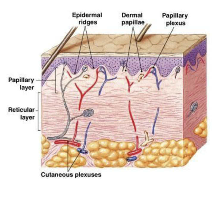 <p>Papillary and reticular</p>