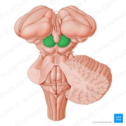 <p>bumpy bit in back that is above the cerebellum </p>