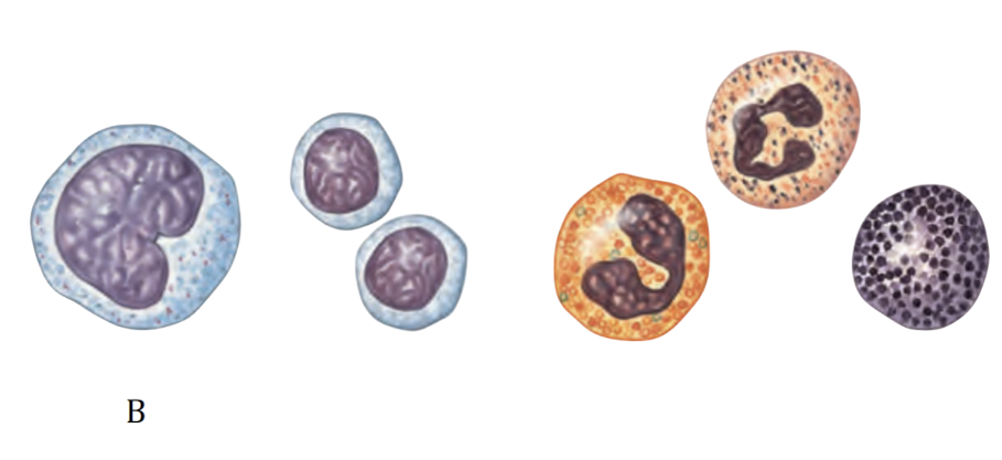 <p>Leukocytes</p>