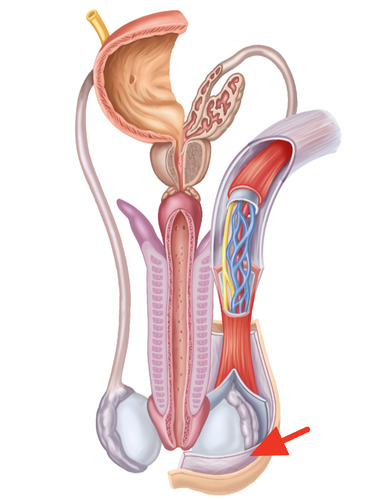 <p>smooth muscle within the wall of the scrotum, involuntary muscle that assists in maintaining proper temperature for spermatogenesis</p>