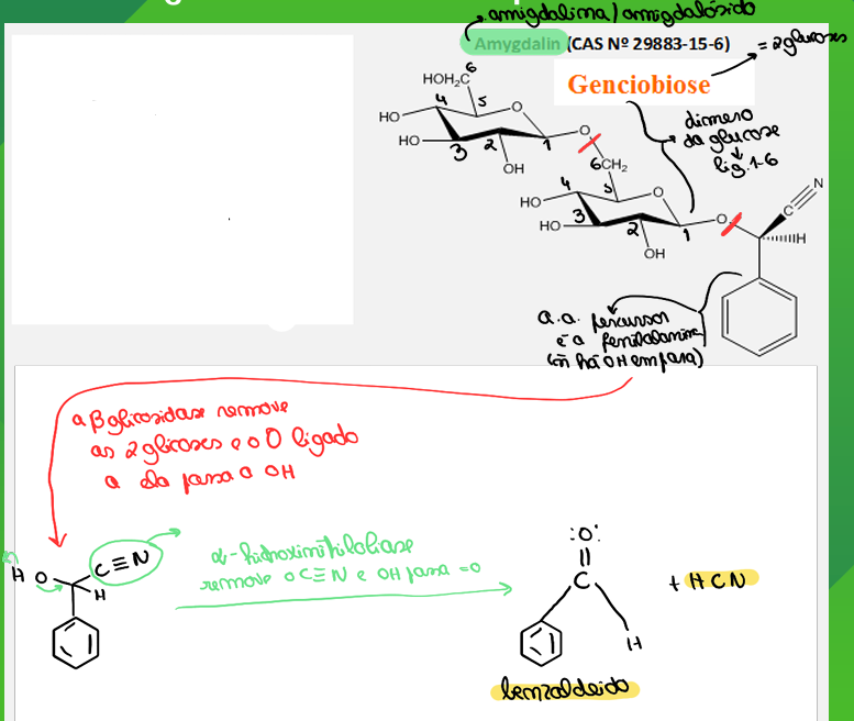 <ul><li><p>heterosido cianogenico</p></li><li><p>amigdalina / amigdalósido</p></li><li><p>fenilalanina ( não tem oh em para)</p></li><li><p>amendoeira amarga</p></li><li><p>semente</p></li></ul><p></p><p></p>