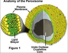 <p>Organelles that look similar to lysosomes and break down waste into hydrogen peroxide and then into water and oxygen.</p>