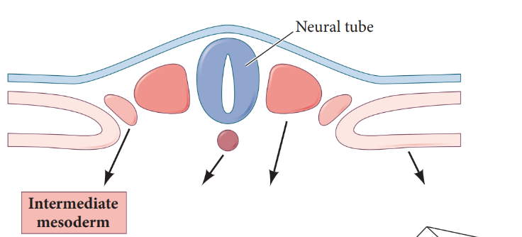 <ul><li><p>forms the urogenital system → kidneys and gonads</p></li><li><p>directly lateral to paraxial mesoderm</p></li></ul><p></p>