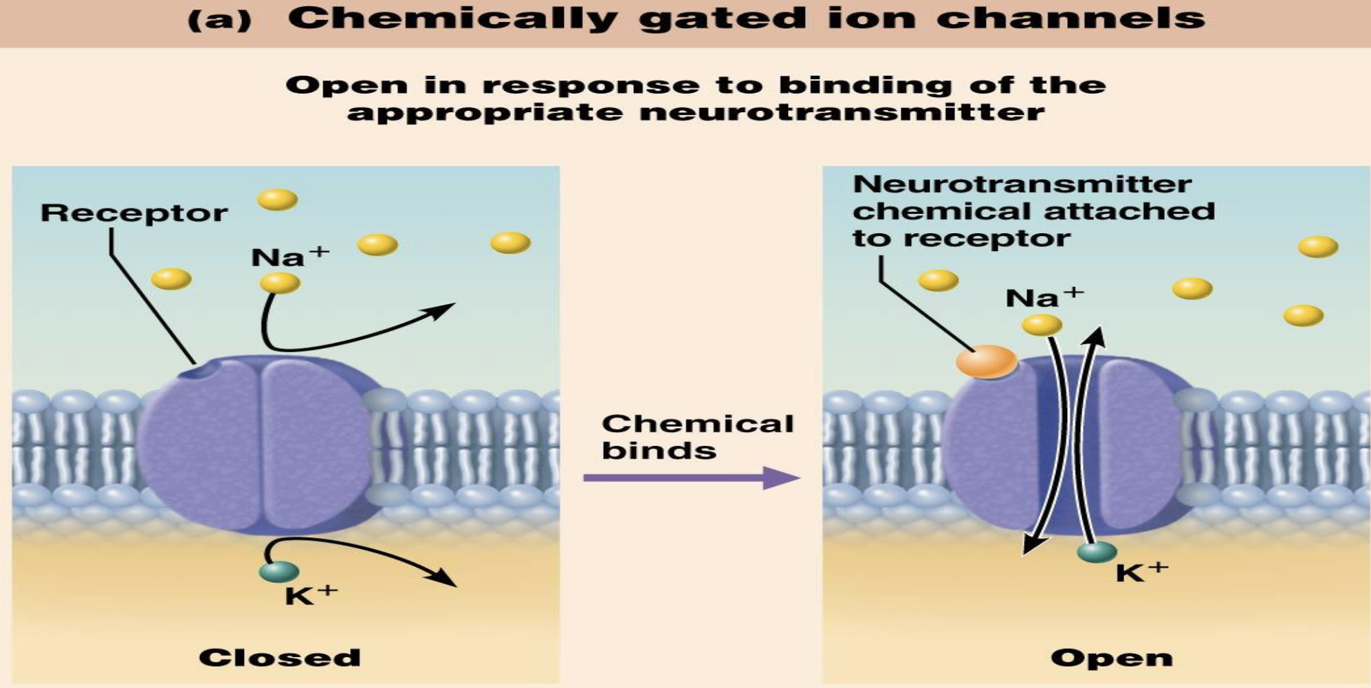 <ul><li><p>What do chemically gated ion channels respond to?</p><ul><li><p>Give examples associated with chemically gated channels.</p></li></ul></li></ul><p></p>
