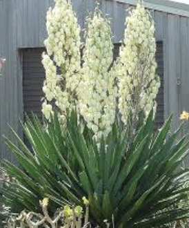 <p>The yucca plants pollination syndrome is having a _____ ____ </p>
