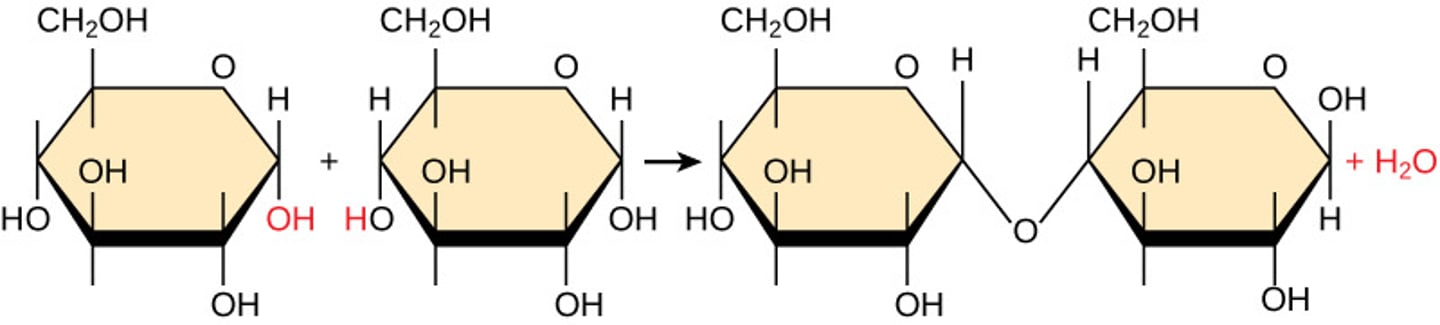 <p>dehydration synthesis</p>