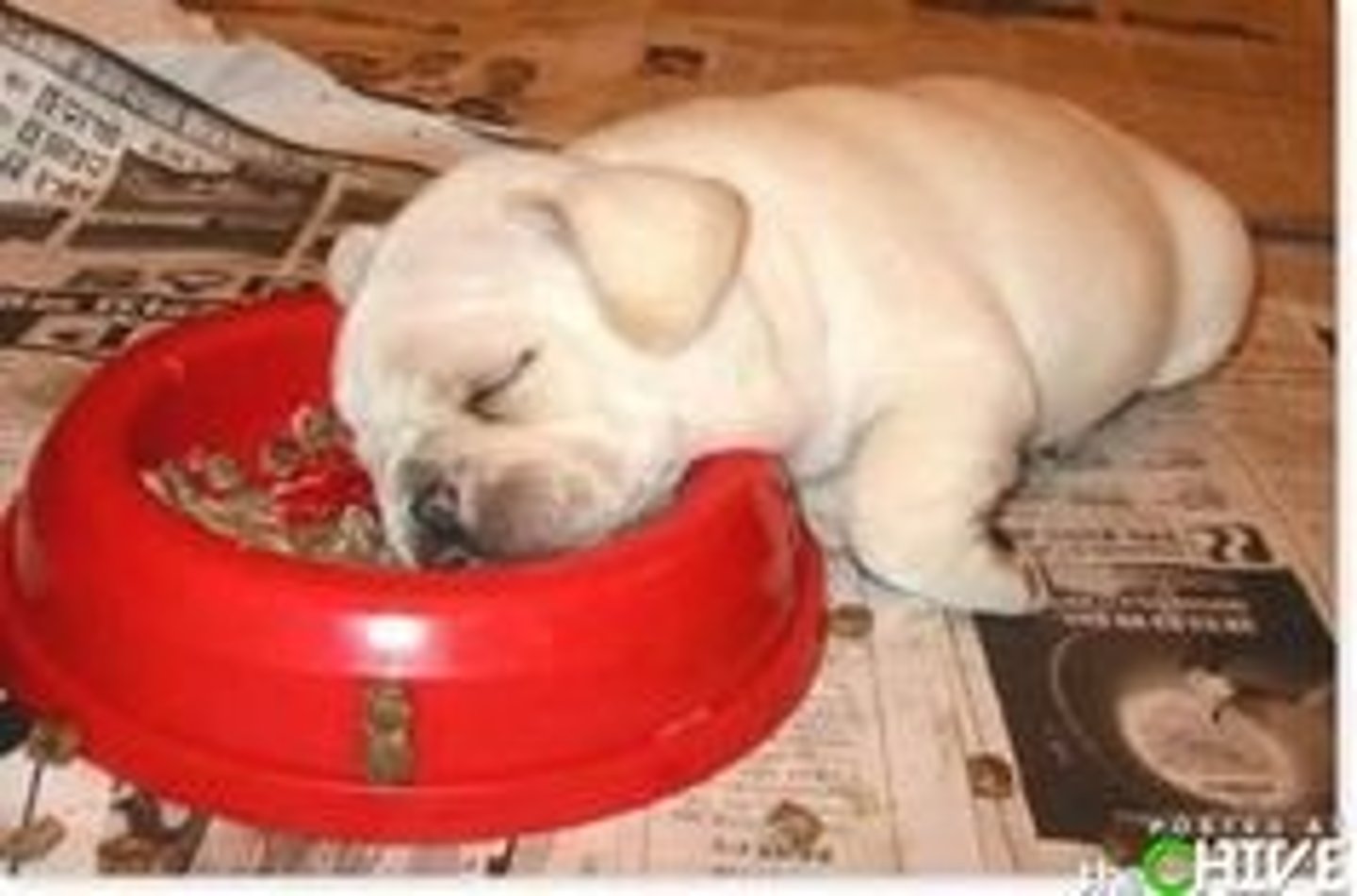 <p>to go to sleep; to fall asleep</p>