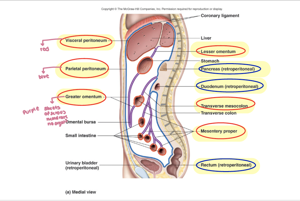 <p>attaches to abdominal muscles</p>