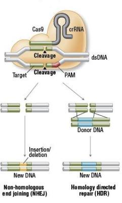 <p>Cas9 cuts where the guide matches, next to a PAM. </p>