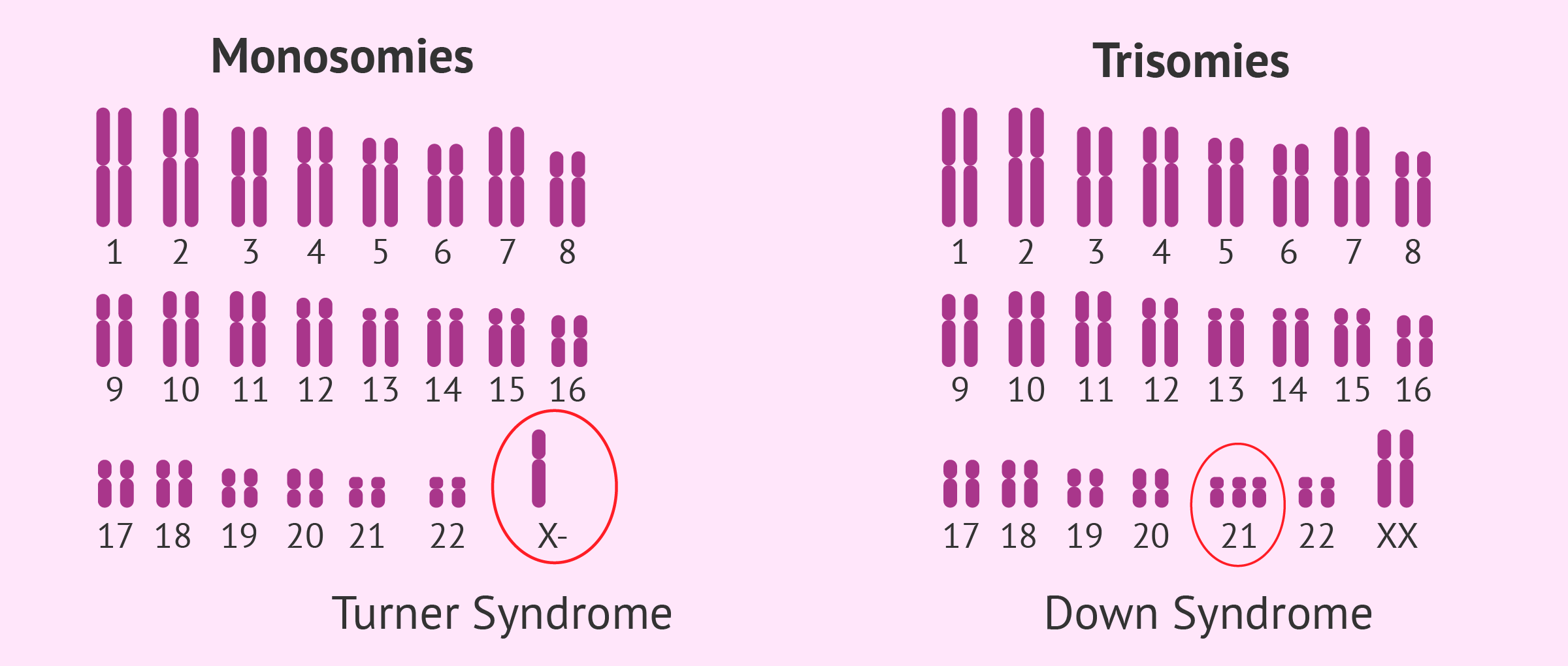 <p>Both of these refer to the amount of a certain chromosome is present</p><p>mono= only one</p><p>tri=three</p>