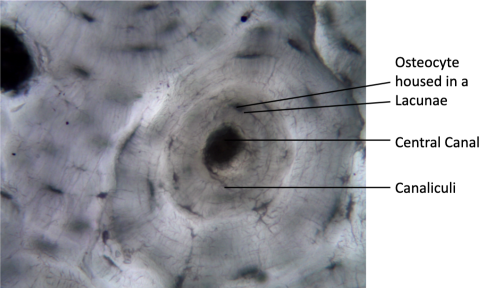 <p>What type of Connective Tissue is shown?</p>