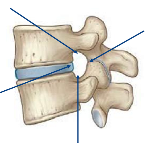 <p><em>Formen</em> produce continuous complete holes (e.g. vertebral canal), whereas <em>notches</em> produces incomplete<em> </em>holes (intervertebral foramen - idk why they are called foramen)</p><p></p>
