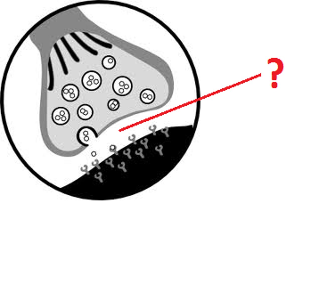 <p>The terminal boutons are separated from the sarcolemma of the muscle fiber by a space called the synaptic cleft</p><p>At the synapse, the plasma membranes of the two neurons are separated by a synaptic cleft</p>
