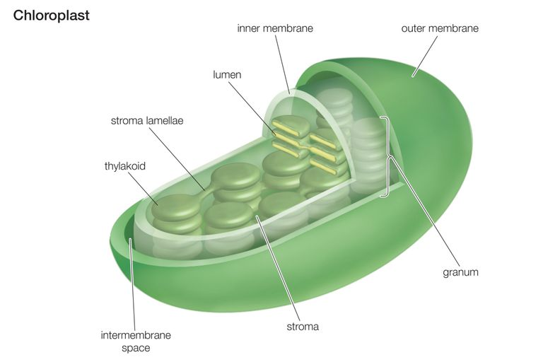 <p>Chlorplast: Function (2)</p>