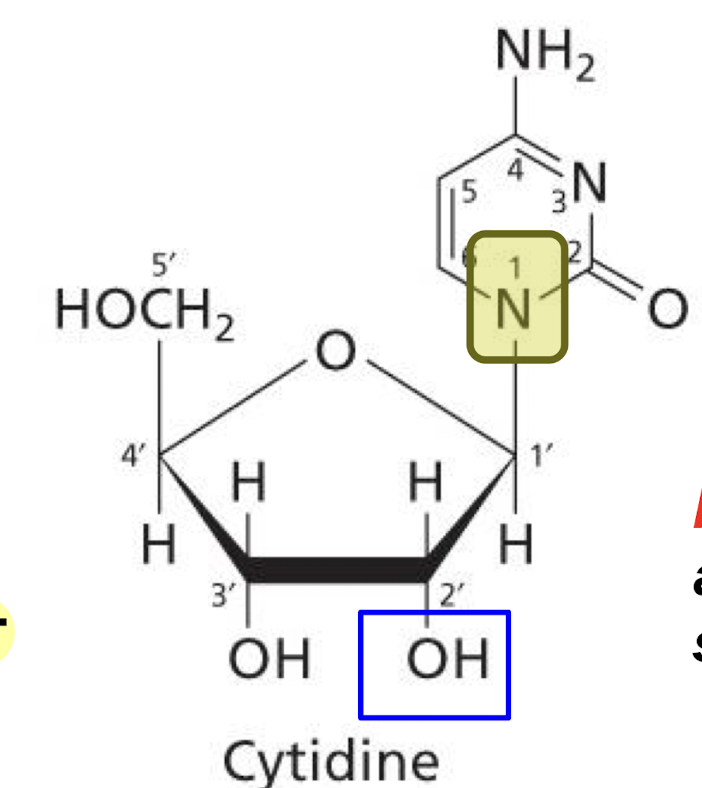 <p>C1’ on pentose sugar loses its hydroxyl group and N1/N9 on base loses its hydrogen when sugar and base are joined</p>