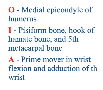 <p>What muscle is being described?</p>