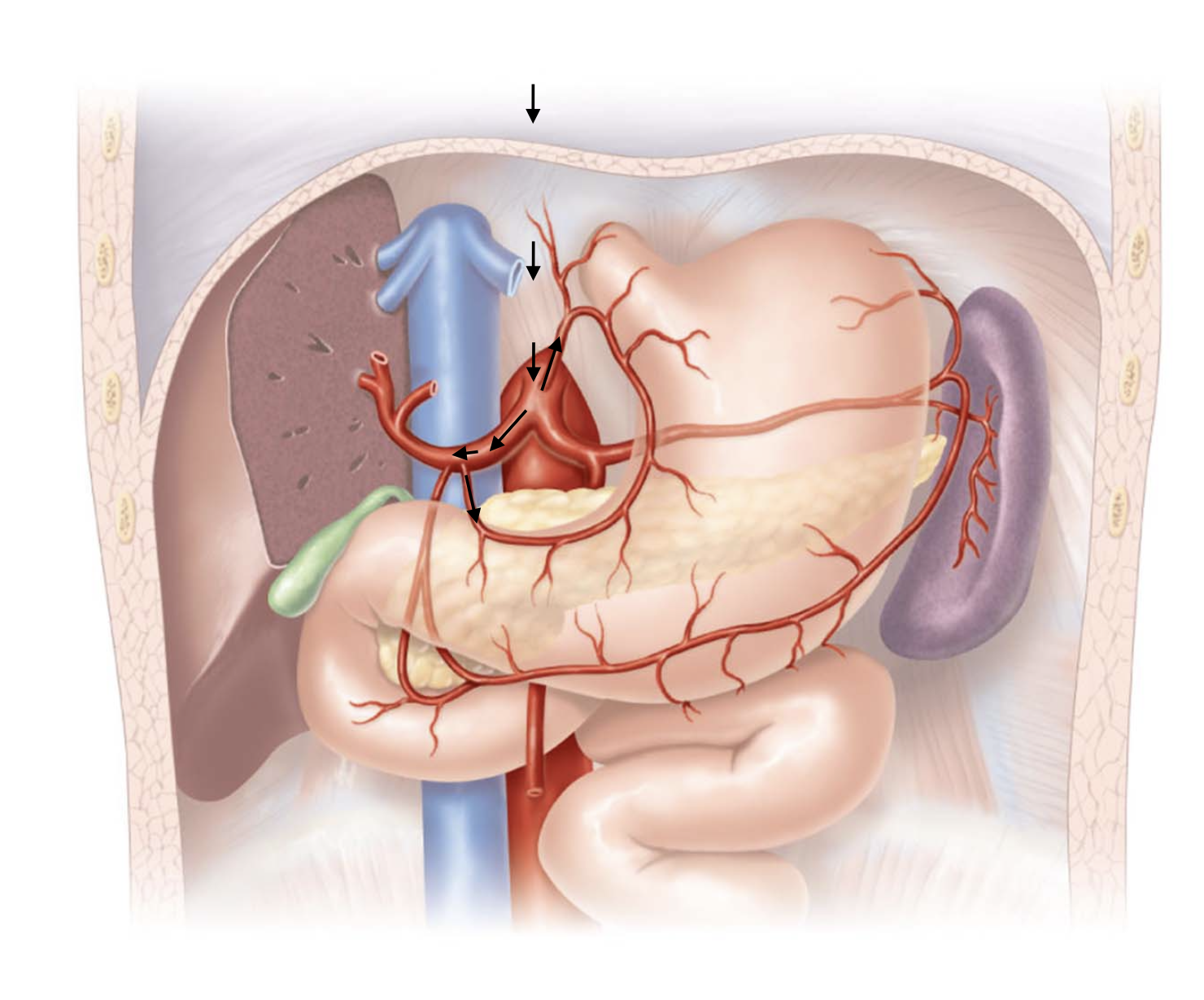 <p>Aorta</p><ul><li><p>→ thoracic aorta</p><ul><li><p>→ abdominal aorta</p><ul><li><p>→ celiac trunk</p><ul><li><p>→ L gastric artery</p></li><li><p>→ common hepatic artery</p></li><li><p>→ proper hepatic artery</p><ul><li><p>→ R gastric artery</p></li></ul><p></p><ul><li><p>← superior mesenteric vein</p></li><li><p>← splenic vein</p></li><li><p>← gastric veins</p></li></ul></li><li><p>← hepatic portal vein</p></li></ul></li><li><p>← liver</p></li></ul></li><li><p>← hepatic veins</p></li></ul></li><li><p>← inferior vena cava</p></li></ul><p>Right Atrium</p>