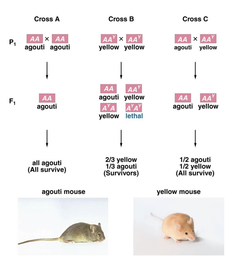 <ul><li><p>Agouti</p></li><li><p>yellow</p></li><li><p>Mutant</p></li></ul><p></p>