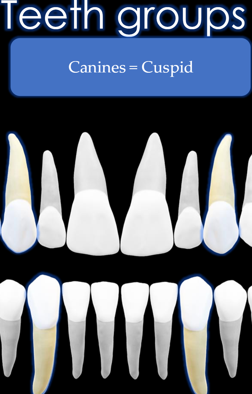 <p>Teeth # 6, 11, 22, 27</p>