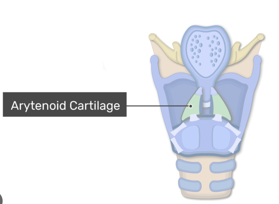<p>Paired cartilages that anchor and move vocal cords; essential for speech production.</p>