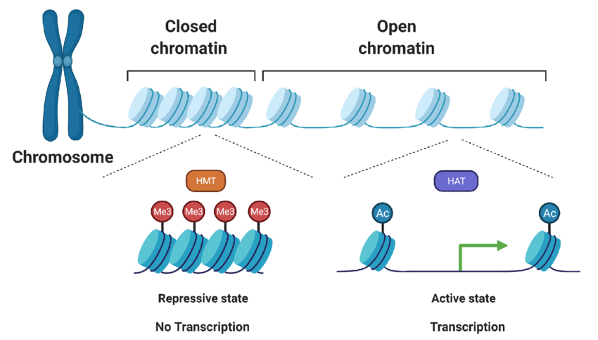 <p>Histone Remodeling</p>