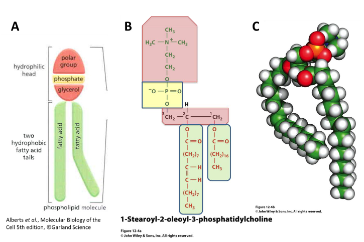 <p>—Main component of biological membranes</p><p>—Two fatty acids + phosphate group (attached to the glycerol instead of one of its OH groups)</p><p>—<strong>Amphipathic:</strong> hydrophobic + hydrophilic part</p>