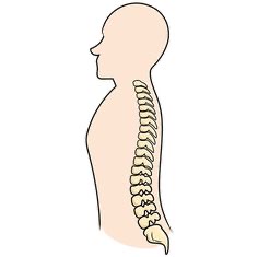 <p>the spine </p>