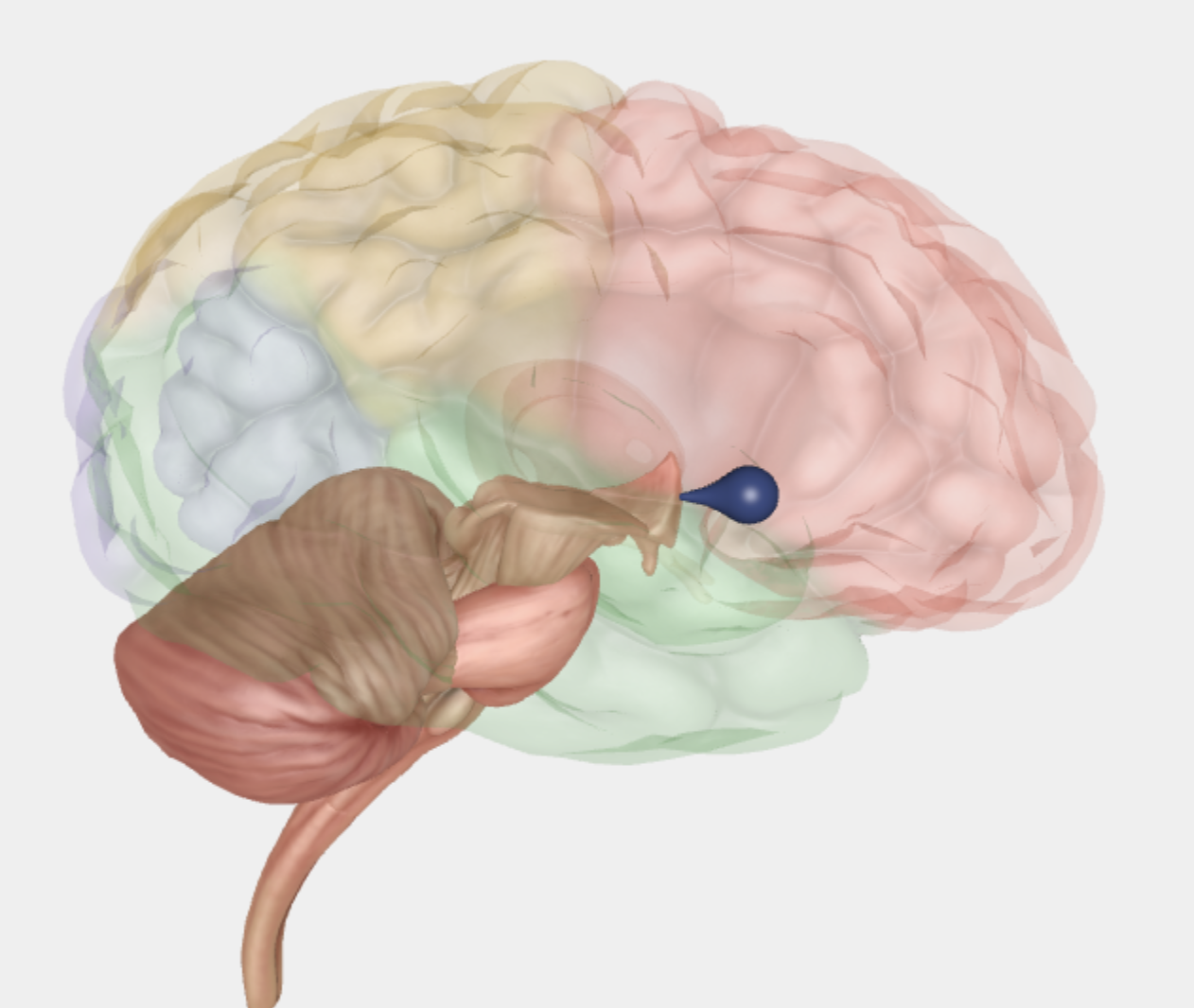 <p>Hypothalamus er en lille del af hjernen, som ligger lige under thalamus og tæt på hjernestammen. Den fungerer som et bindeled mellem nervesystemet og hormonsystemet via hypofysen. Hypothalamus hjælper med at: regulere kropstemperatur (fx svede eller fryse), styre sult og tørst, kontrollere hormonudskillelse gennem hypofysen, påvirke følelser og stressreaktioner, regulere søvn og døgnrytme</p>