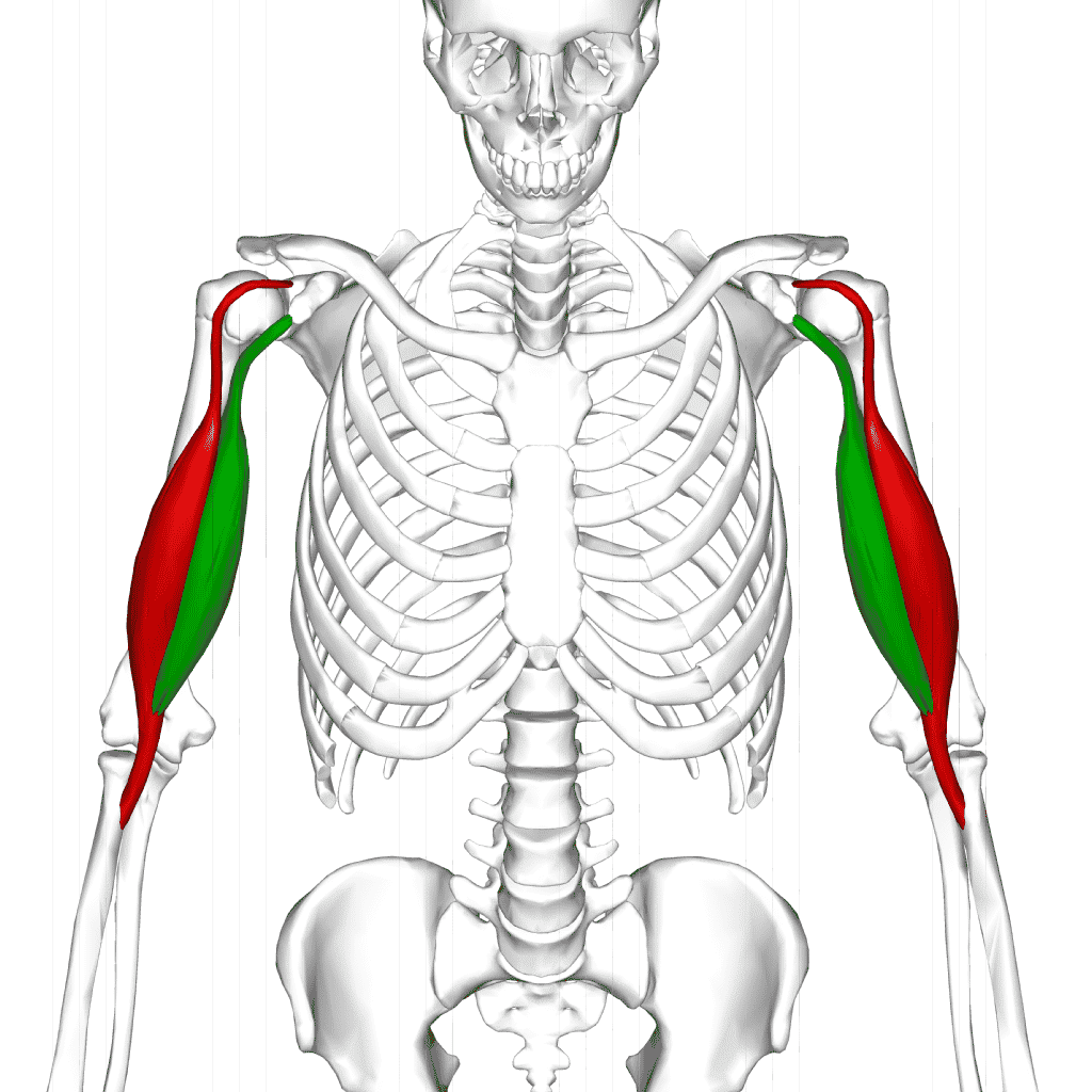<p>(red)</p>